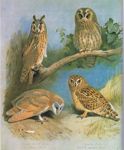 Long Eared Owl, Barn Owl, Tawny Owl, Short Eared Owl by Archibald Thorburn